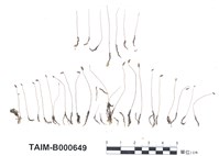 藏品(高櫛小赤苔)的圖片